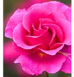 Rosa Princess Alexandra