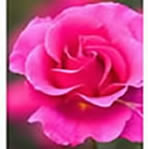  Rosa Princess Alexandra rose
