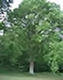  oak Tree 